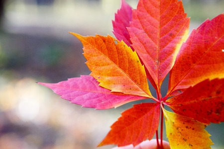 Autumn colors in october. Red leaves with blur background. Copyspace.