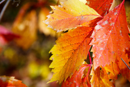Autumn colors in october. Red leaves with blur background. Copyspace.