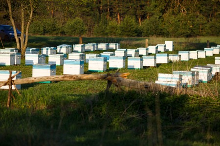 Apiary in the forest. Extraction of honey in spring
