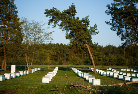 Apiary in the forest. Extraction of honey in spring