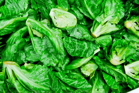 Pile of small lettuce in fresh market , asian style vegetable , closeup backgroundの写真素材