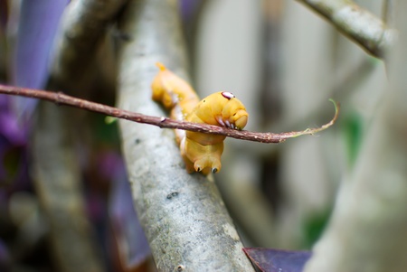 closeup of orange worm caterpillar on a dry branch