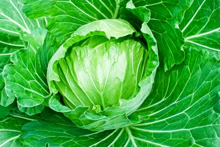 fresh green cabbage closeup details as a background