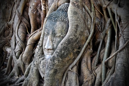Head of Buddha made from sandstone in the overgrown tree , Asia , Thailandの写真素材