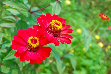 colorful flower on green leaf backgroundの写真素材