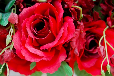 bunch of red roses on white background , closeup view