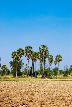 palms tree in the forest with clear bright blue sky backgroundの写真素材