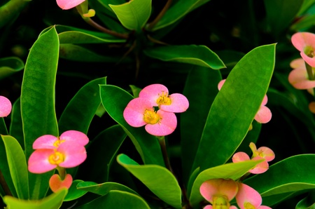 Pink flower with green leaf plant in garden , also know as の写真素材