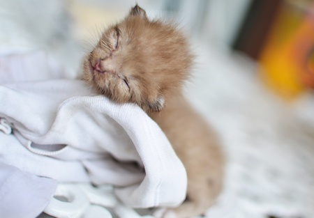 Cute sleeping baby kitten catの写真素材