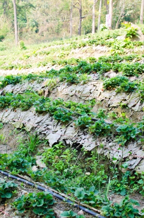 Strawberry farm in Northern of Thailandの写真素材