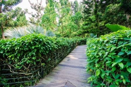 Walkway Path through a Tranquil Verdant Botanical Gardenの写真素材