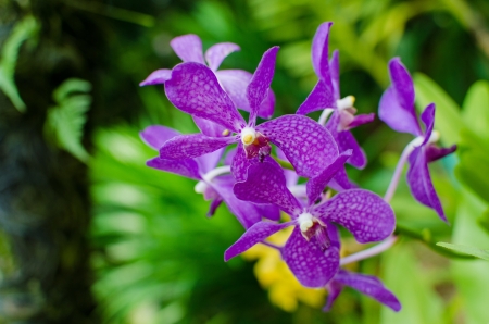 Beautiful bright orchid flowers in Botanical garden , close-up details