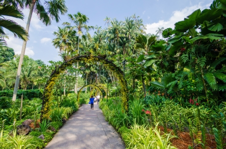 Walk way Path through a Tranquil Verdant Botanical Gardenの写真素材