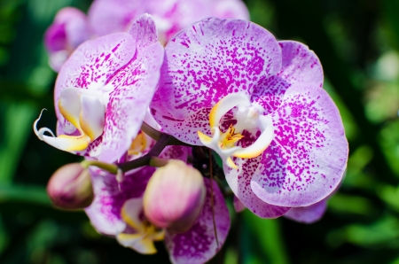 Beautiful bright orchid flowers in Botanical garden , close-up detailsの写真素材