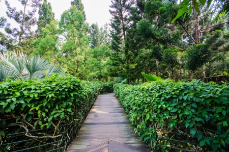 Walkway Path through a Tranquil Verdant Botanical Gardenの写真素材
