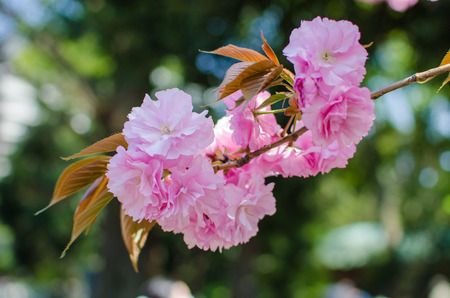 Cherry blossoms flower , Sakura in spring season in Japan
