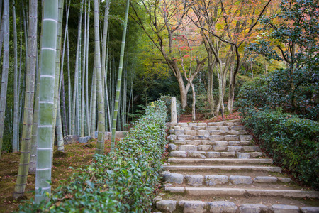 Rock stair in Japanese bamboo garden in autumn season