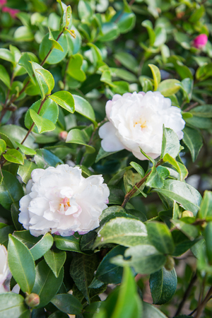 Beautiful and colorful small flower in Japanの写真素材