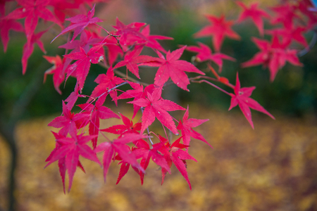 Colorful leaves on maple tree in garden in autumn season