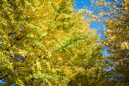Bright yellow color leaves on ginkgo tree in garden