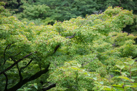 Group of tree in forest  mountain in Japanの写真素材