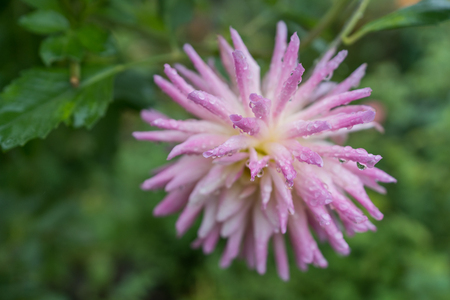 Beautiful pink and purple flower in Japanese gardenの写真素材