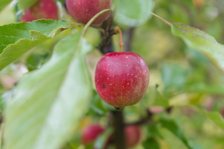 Red apple in fruit garden in Japanの写真素材
