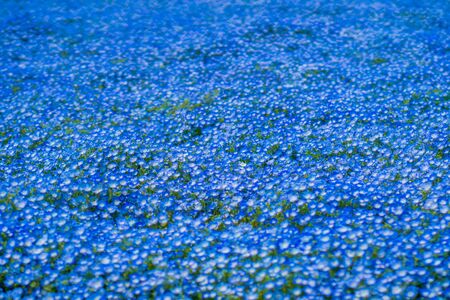 Nemophila or Baby blue eyes flower fields in gardenの写真素材