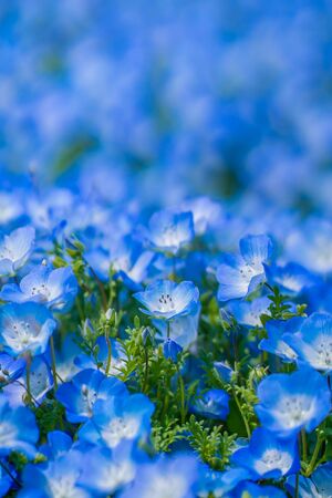 Nemophila or Baby blue eyes flower fields in gardenの写真素材