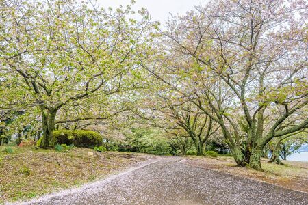 Sakura or Cherry blossoms tree in Japanese gardenの写真素材