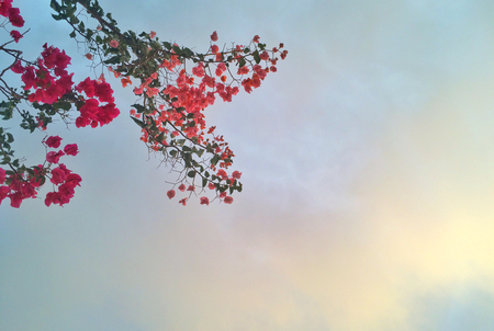flowers forming a heart