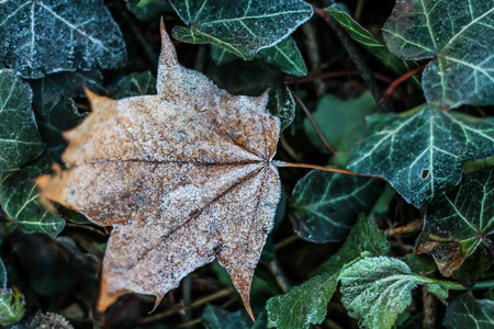 Frost Covered Brown Leaf on Frozen Green Leaves-Prague,Czech Republic