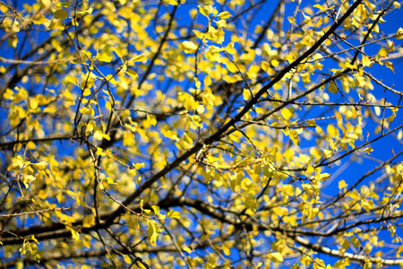 Branch with yellow leaves on the sun with clear blue sky-Prague,Czech Republic