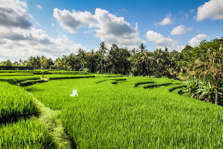 Wide green rice terraces with palms behind and blue sky and scattered clounds - Bali, Indonesiaの写真素材