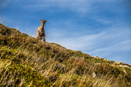 Curious Chamois Staying On The Steep Hill- Alps,France,Europeの写真素材