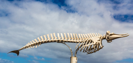 Whale Skeleton - El Cotillo, Fuerteventura, Canary Islands, Spainの写真素材