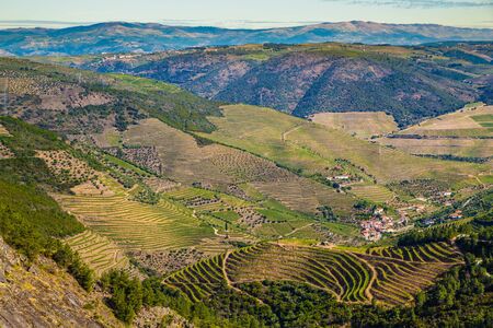 Vineyards In Douro Valley - Vila Real District, Portugal, Europe