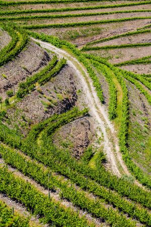 Detail Of Beautiful Vineyards In Douro Valley - Portugal, Europeの写真素材