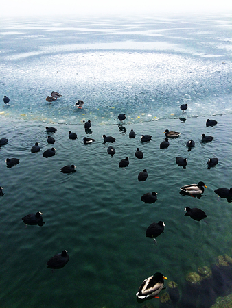 Some beautiful black ducks are on the frozen cold lake.の写真素材