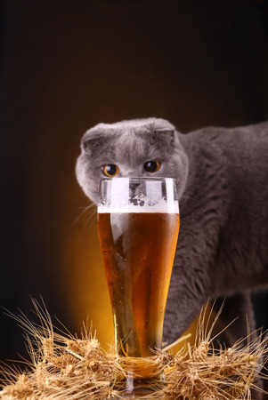 Scottish fold cat checking out a glass of light beerの写真素材