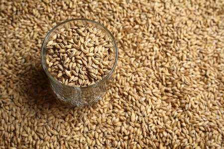 Whiskey tumbler glass with malt grains on a layer of maltの写真素材