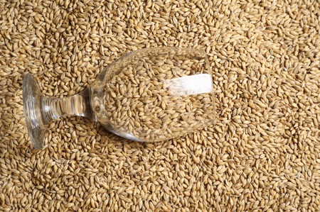 Beer glass full of barley malt lying on malt grainsの写真素材