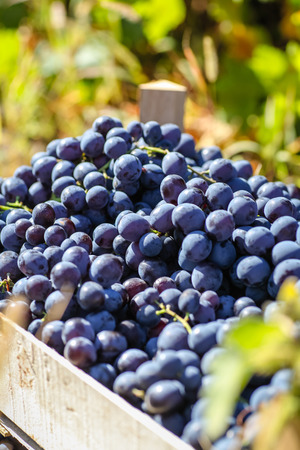 Freshly picked autumn grape harvest piled in wooden cratesの写真素材