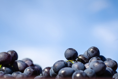 Close up shot of freshly picked grapes with a blue sky in the backgroundの写真素材