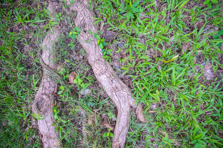 big trees on grassの写真素材