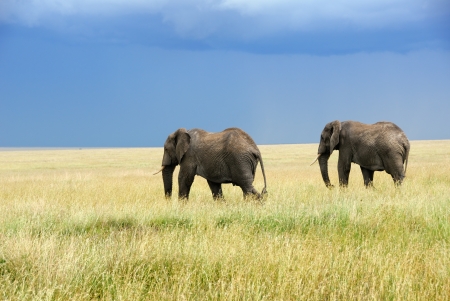 Two adult african elephants running in the savannah Serengeti, Tanzaniaの写真素材