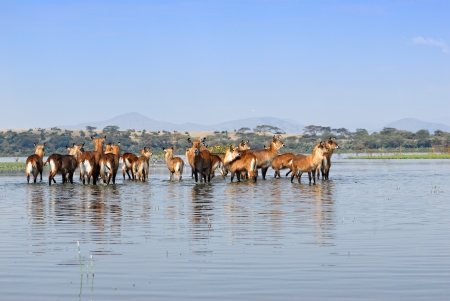 Females Waterbuck on the Naivasha lake island, Kenyaの写真素材