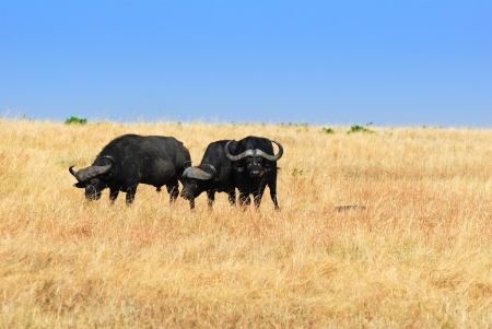 African landscape with cape race buffalo, Kenyaの写真素材