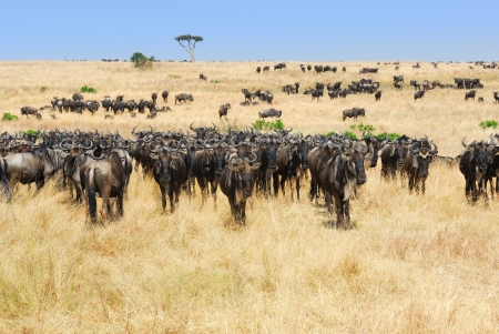 Wildebeest antelopes in the savannah Masai Mara, Kenyaの写真素材