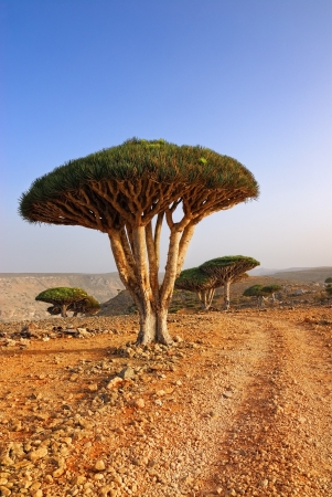 Endemic plant Dragon Blood Tree  along a dirty road in the island Socotra, Yemenのeditorial素材